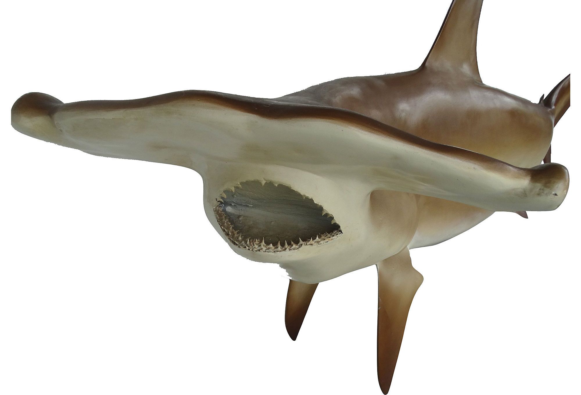 Full Size Taxidermy Hammerhead Shark Mount Modernism